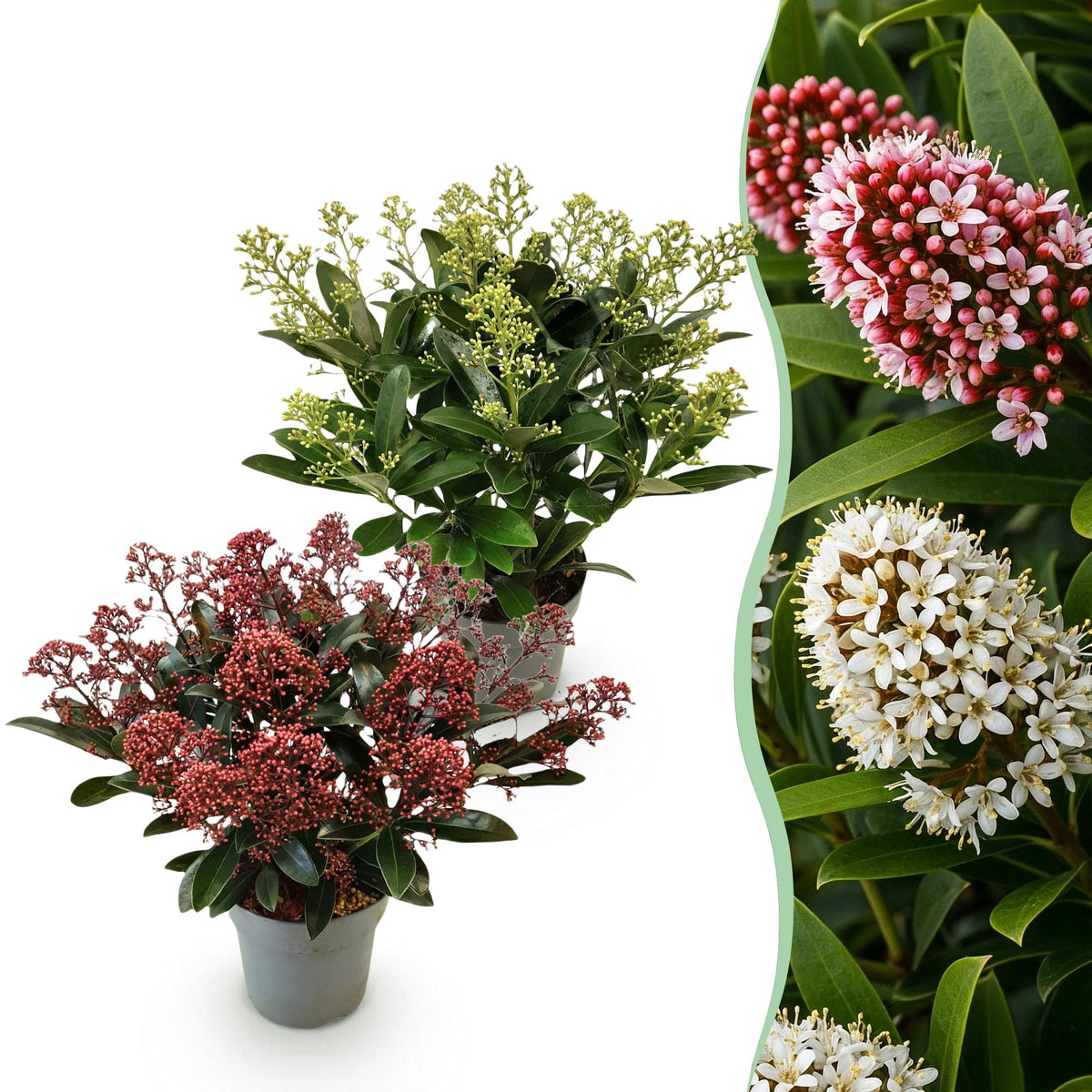 Skimmia japonica Duo, detail van het blad