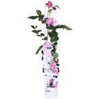 Detailfoto van Rosa Crazy in love 'Pink' - Roze Roos
