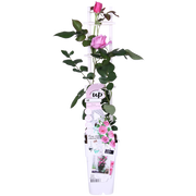 Rosa Crazy in love &