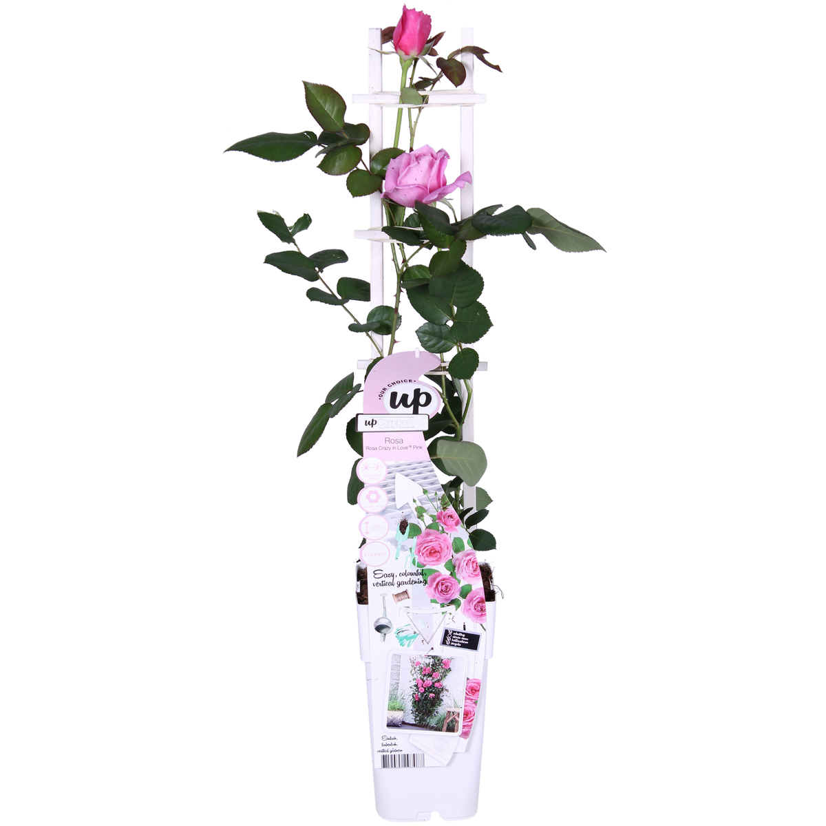 Detailfoto van Rosa Crazy in love 'Pink' - Roze Roos