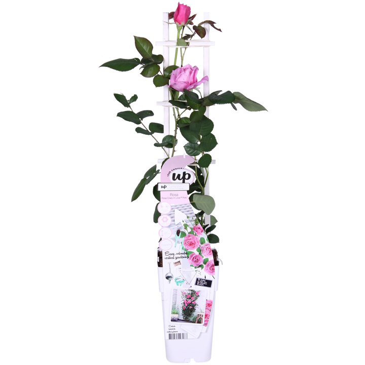Rosa Crazy in love &