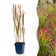 Imperata cylindrica Red Baron - Japans bloedgras - Rode uitlopers - Rood - 6 Planten
