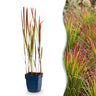 Imperata cylindrica Red Baron - Japans bloedgras - Rode uitlopers - Rood - 6 Planten