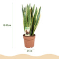 Sansevieria Laurentii, detail van het blad