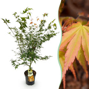 Acer palmatum Katsura