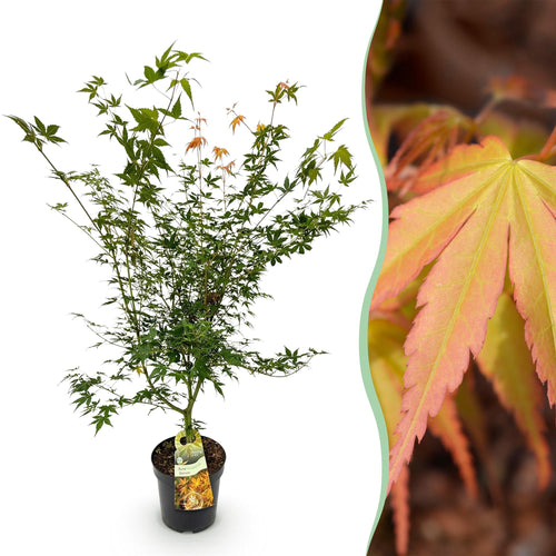 Acer palmatum Katsura, detail van het blad