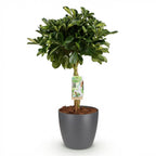 Schefflera Gold Capelle, kenmerkend blad