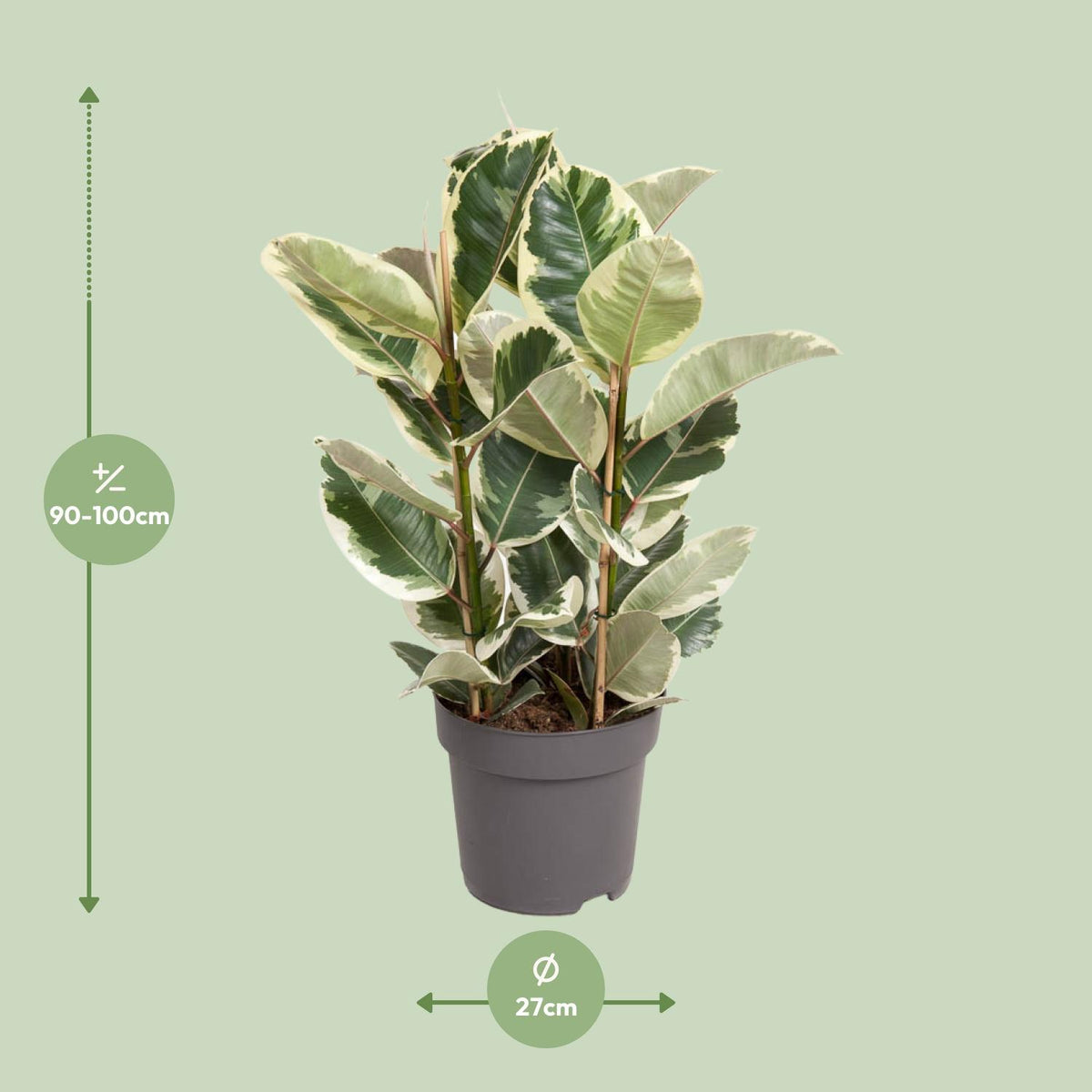 Detailfoto van Ficus Elastica Tineke