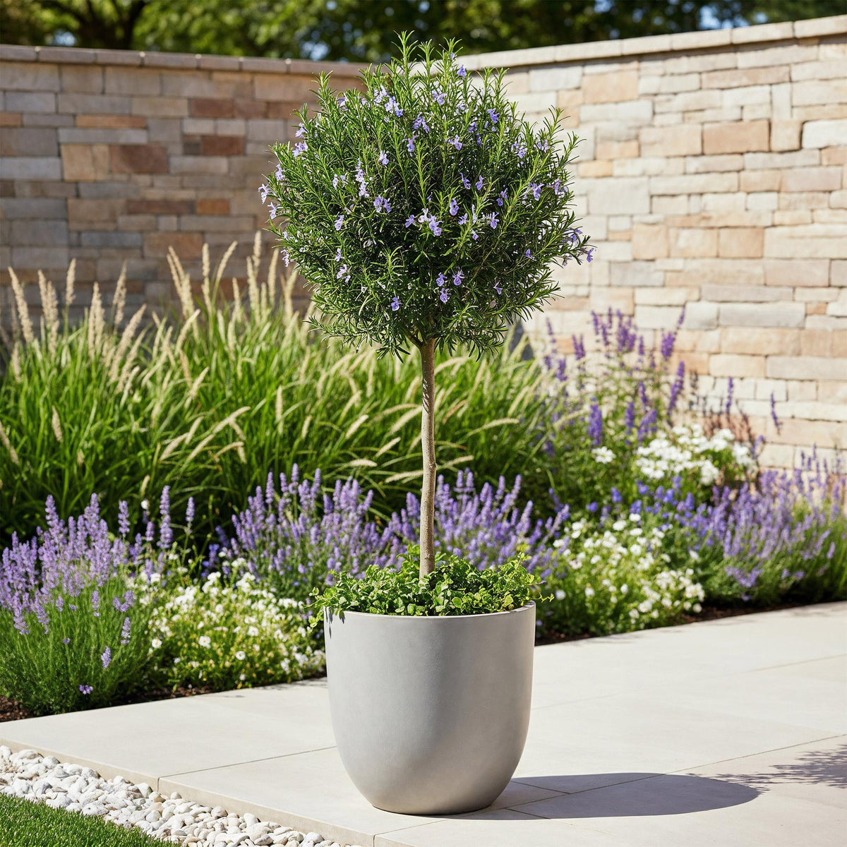 Rosmarinus officinalis, plant in pot