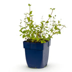 Nepeta rac. Grog - Kattenkruid - Blauw, plant voor tuin en border