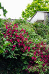 Clematis Hagley Hybrid - Clematis Rood