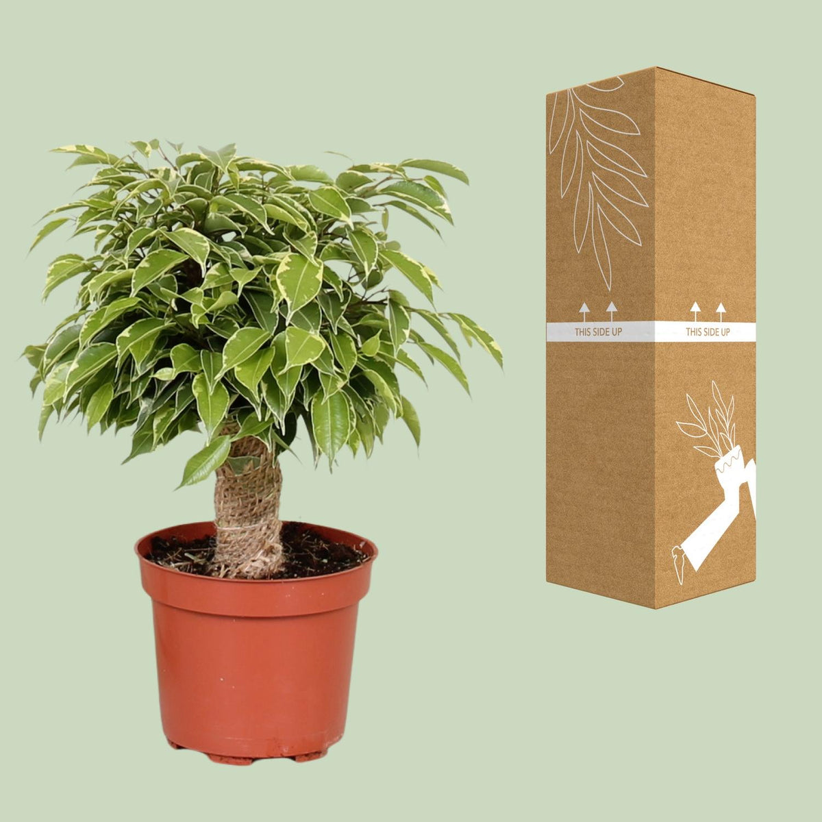 Detailfoto van Ficus Benjamina Kinky