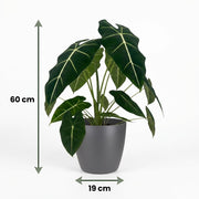 Olifantsoor (Alocasia Frydek) met grijze pot