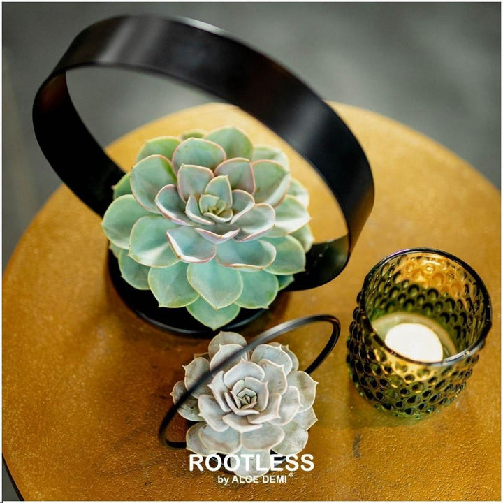 Rootless Echeveria medium mix - kweekdoos
