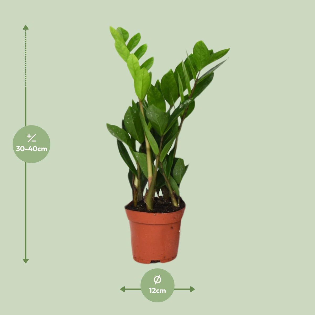 Detailfoto van ZZ-plant Zamioculcas zamiifolia, glanzend blad, 40 cm hoog