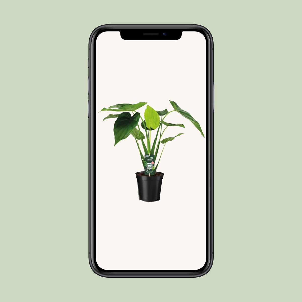 Alocasia Cucullata - Olifantsoor, groene bladeren
