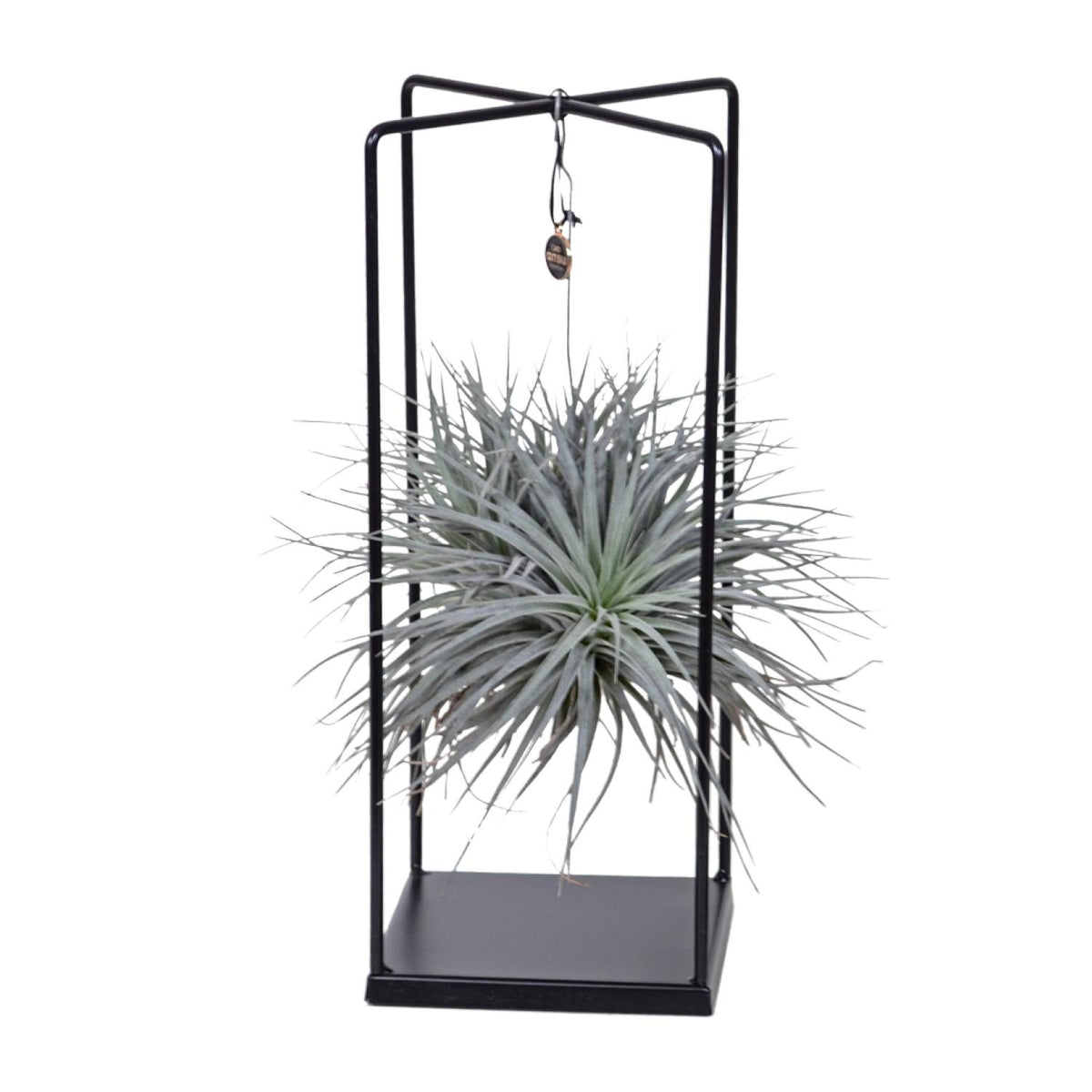Tillandsia Cube Mix 1 stuk, plant in pot