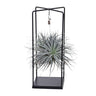 Tillandsia Cube Mix 1 stuk