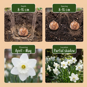 Engelennarcis &