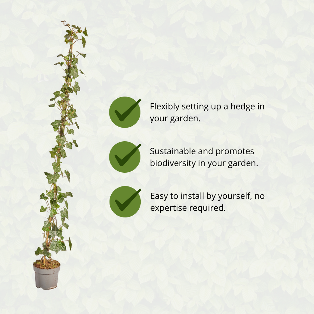 Hedera hibernica, gestokte klimop, 125-150 cm, groene bladeren