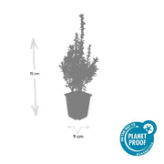 Buxus Sempervirens, 10-25 cm hoog