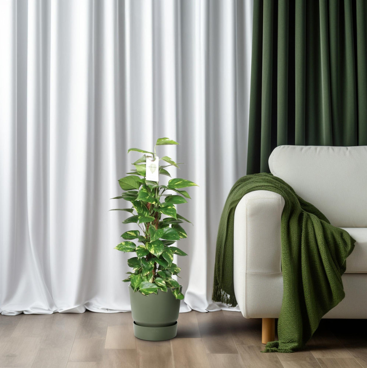 Productfoto van Epipremnum Pinnatum Mosstok 80cm Scindapsus