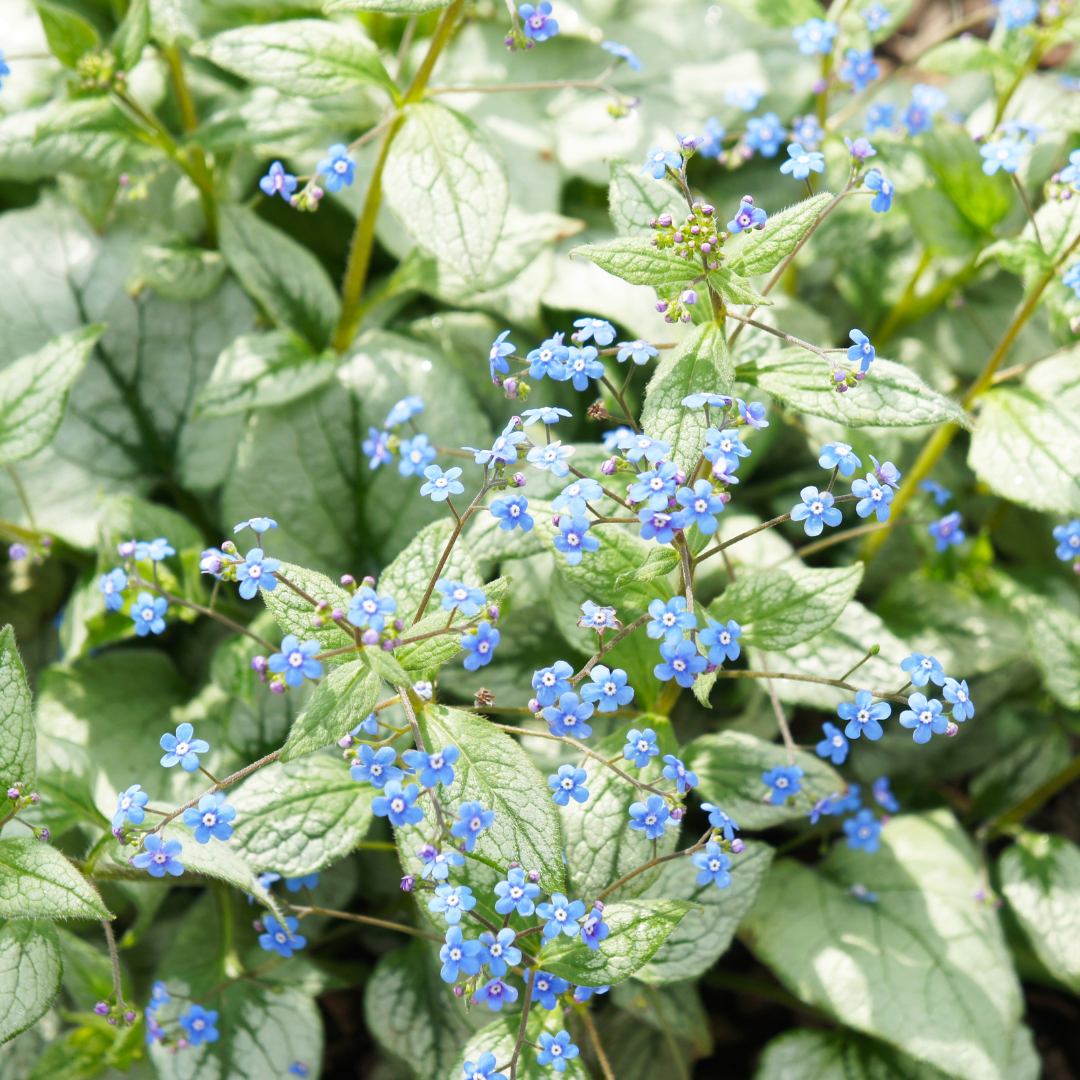 Brunnera macr. 'Jack Frost', plant in pot