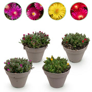 Delosperma