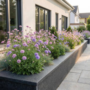 Duifkruid Duo, 24x met paarse en roze bloemen