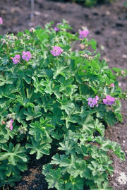 Geranium cant. &