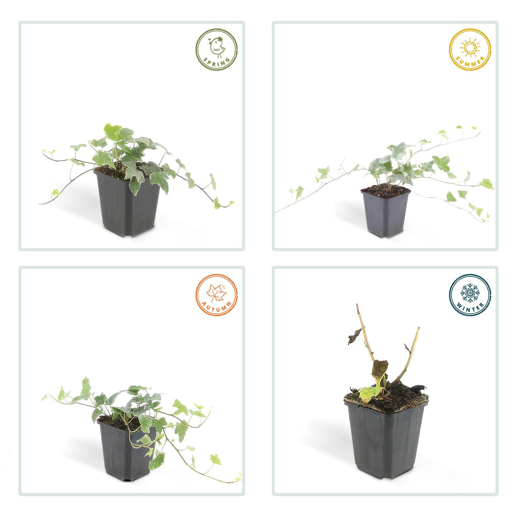 Productafbeelding van Pureplant
