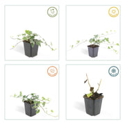 6x Hedera helix &