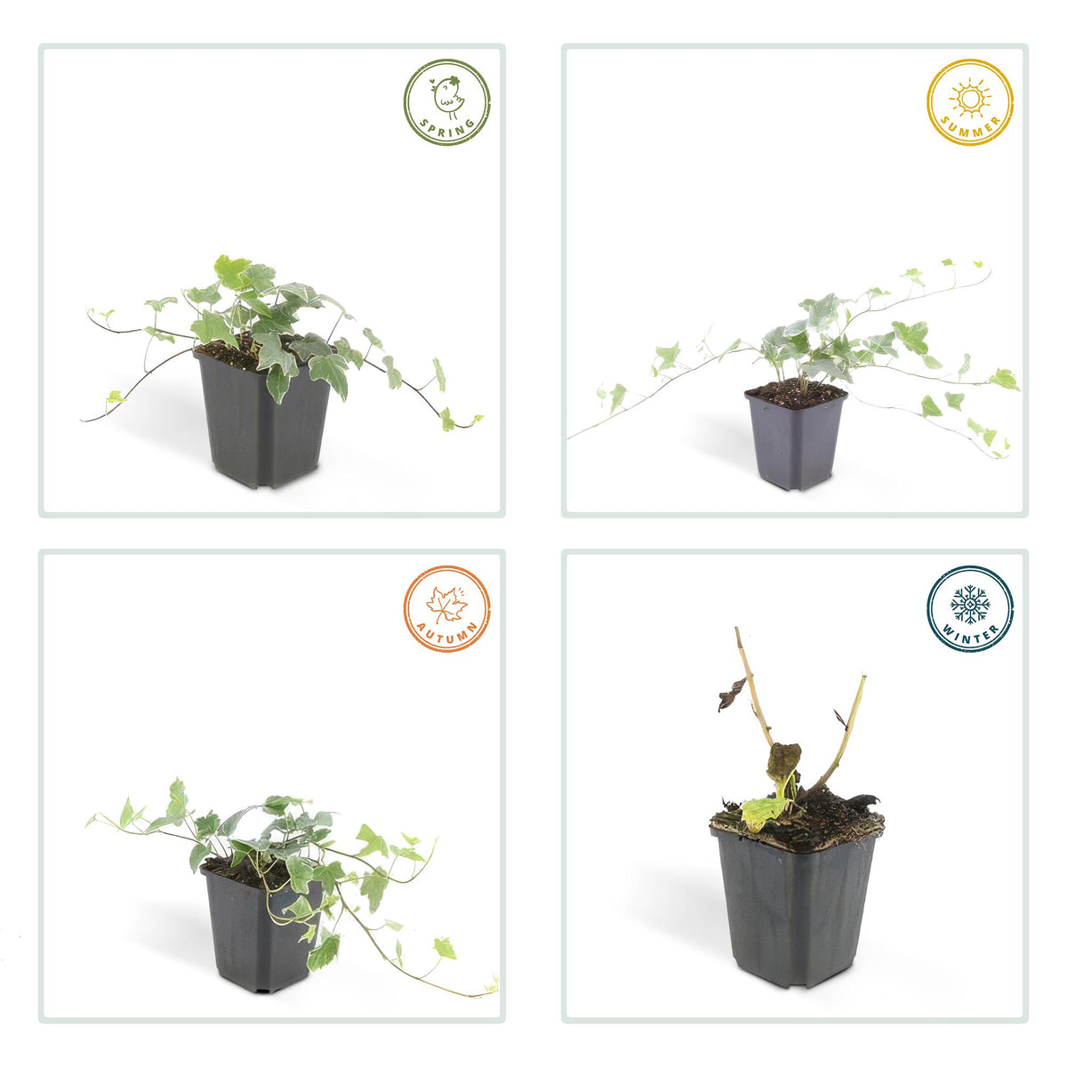Productafbeelding van Pureplant