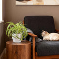 Chlorophytum comosum Bonnie met witte pot, plant in pot
