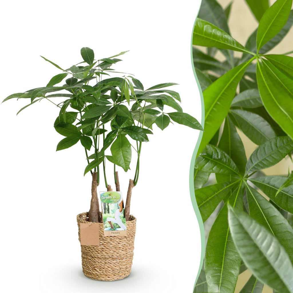 Pachira Aquatica multi stam met mand, detail van het blad