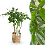 Pachira Aquatica multi stam met mand, detail van het blad