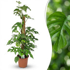 Mini Gatenplant, detail van het blad