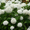 3x Hydrangea arborescens Annabelle