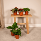 Verrassingsbox kamerplanten