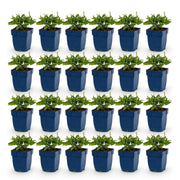 Salie Tricolour, met paarse, roze en witte bloemen (24x)