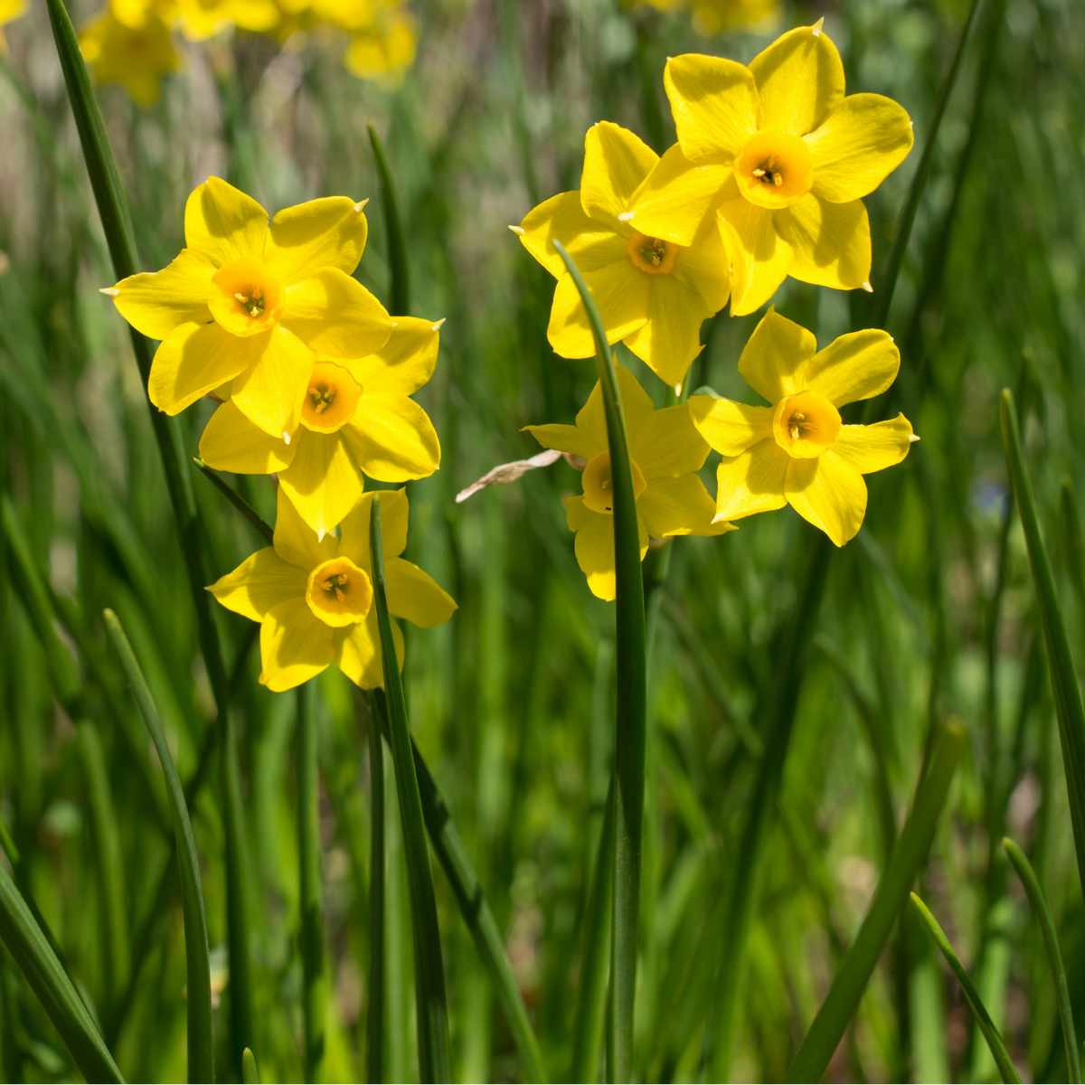Narcissus 'Baby Boomer', geurende mininarcis, 25 bollen, plant in pot