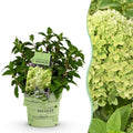 Hydrangea panniculata Groundbreaker Greeny, plant in pot