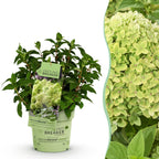 Hydrangea panniculata Groundbreaker Greeny, plant in pot