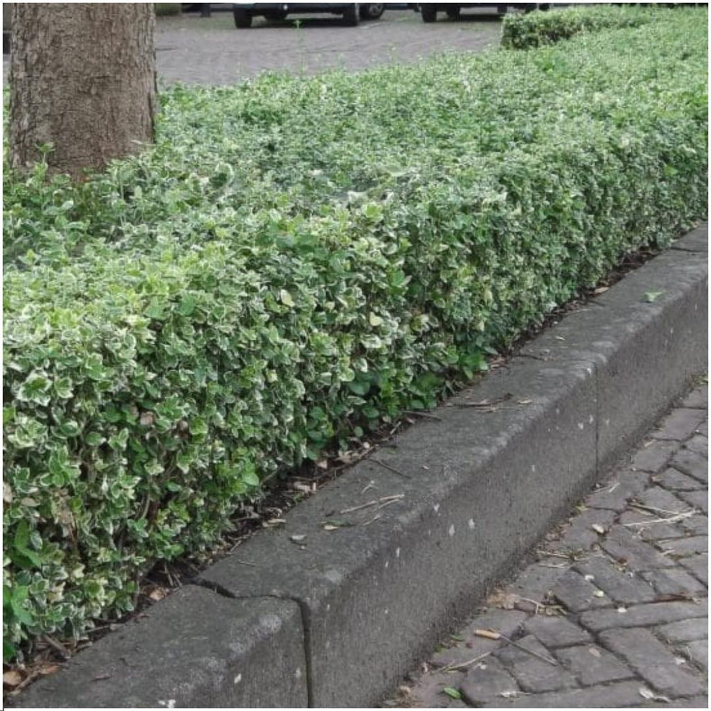 Productafbeelding van Pureplant