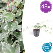 48x Hedera helix &