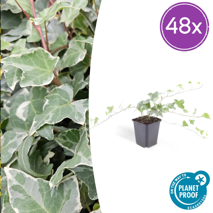 48x Hedera helix &