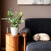Phlebodium aureum Blue Star met witte pot