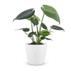 Monstera Deliciosa - Gatenplant met witte pot, detail van het blad