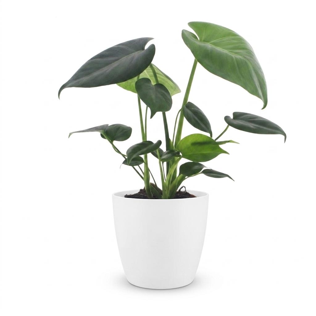 Monstera Deliciosa - Gatenplant met witte pot, detail van het blad
