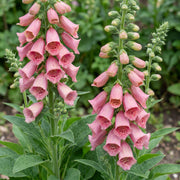 Digitalis mertonensis - Vingerhoedskruid - Schaduw - Roze - 6 Planten